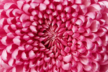 Chrysanthemum flower