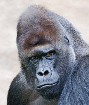 portrait of a male gorilla