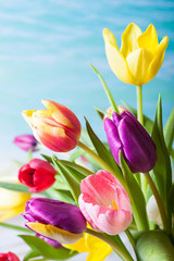 colorful tulips
