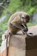 Toque macaque