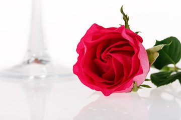 Fototapeta premium Red rose
