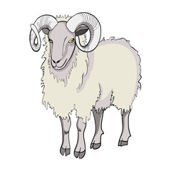 Sheep isolated on white background