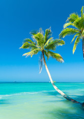 Fototapeta na wymiar Serenity Shore Coconut Coast
