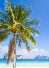 Beautiful Beach Palm View