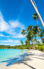Palm Panorama Exotic Paradise
