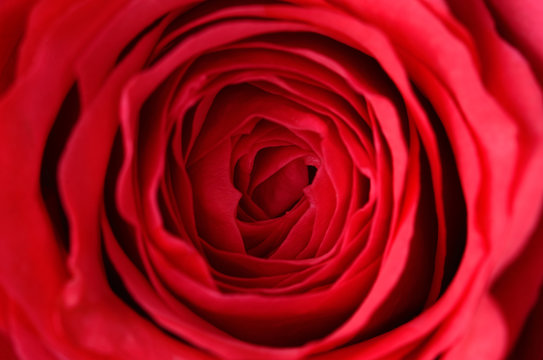 Closeup photo of a rose