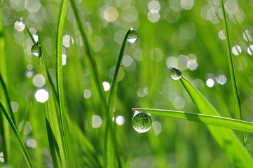 Fresh green grass with dew drop closeup. Nature Background