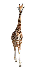 Naklejka premium giraffe isolated on white background