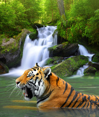 Panele Szklane  Tygrys syberyjski w wodzie