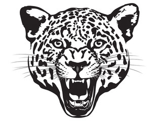 Leon Head illustration