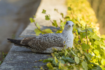 Seagull