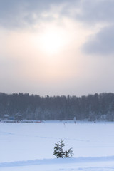 Spruce branch in the snow-covered field near the forest