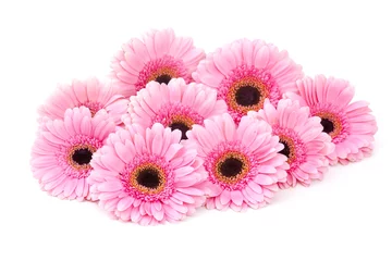 Wall murals Gerbera pink gerbera flowers