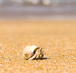Seafood Posing On the Shore