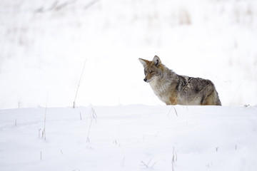 Coyote in winter