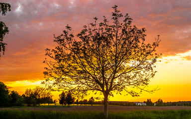Der Walnussbaum im Sonnenuntergang