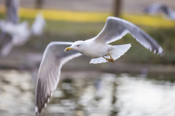 Seagull fly 4