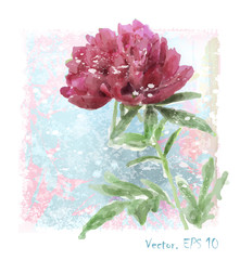 hand drawn  watercolor red peony flower