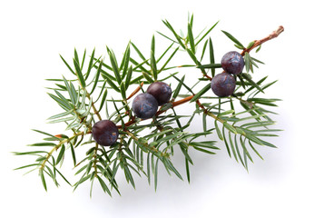 Juniper twig with berry
