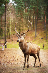 Powerful adult red deer stag in natural environment autumn fall