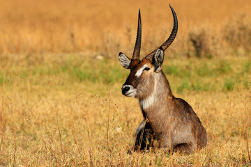 Male waterbuck resting