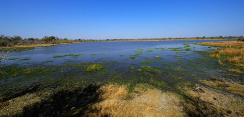 Hippo pool in the Okanvango delta