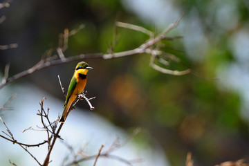 Little bee-eater