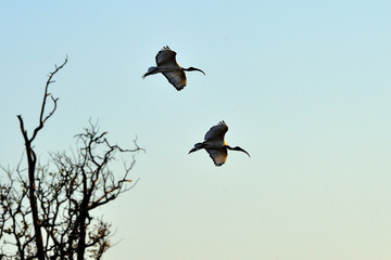 Couple of sacred ibises in flight