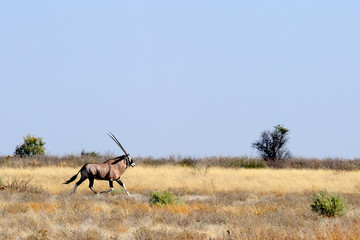 Naklejka premium Gemsbok running