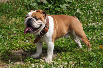 The portrait of English Bulldog in the garden