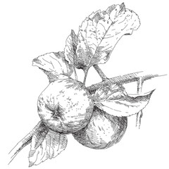 Hand drawing apples on apple tree branch