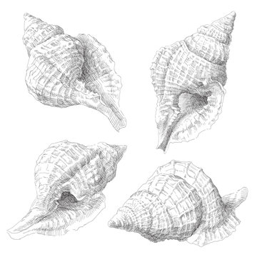 Set of various sea shells