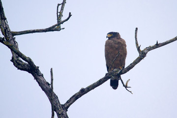 Crested serpent eagle.in Bardia, Nepal