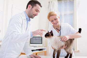 Two attractives veterinary surgeons examine a cat