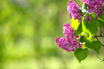 Lilac blooming on a background of nature