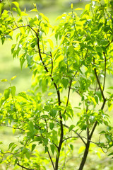 Green branch of lilac