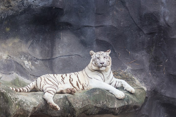 White Bengal Tiger lay down on the cliff