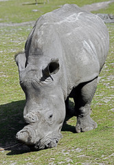 Naklejka premium African rhinoceros