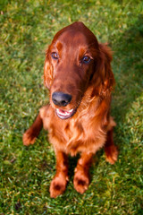 Irish setter