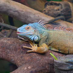 Colorful lizard in tree