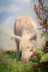 Fototapeta premium Pigs grazing high in the mountains