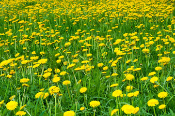 Naklejka premium Field of ellow dandelion flowers