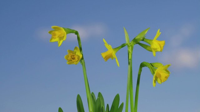 Osterglocken