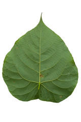 Green leaf