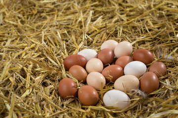 White and  brown eggs