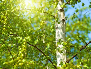 Fototapeten Green spring leaves and bright sun. © Cobalt