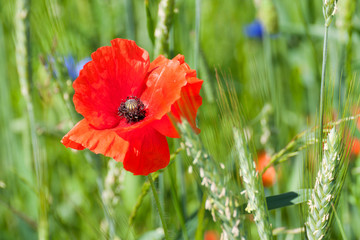 red poppy flower