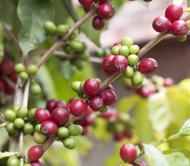 Fresh coffee beans