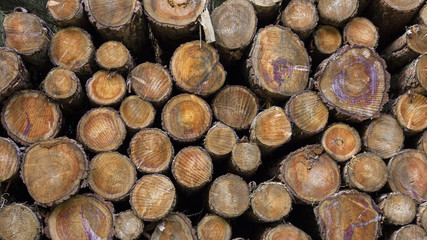 Gestapelte Baumstämme © akvario