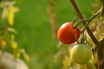 Red and green tomato plant